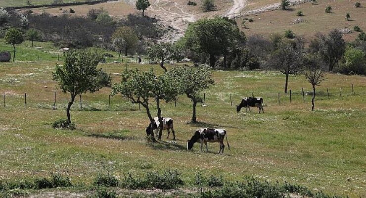 Aydın Büyükşehir Belediyesi Kurak Toprakları Hayata Döndürdü